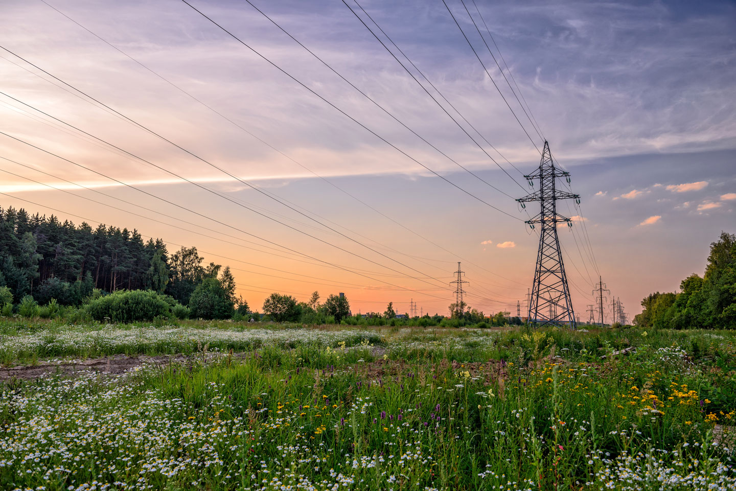 Power lines stretching across a wildflower-filled field with trees and a sunset sky in the background.